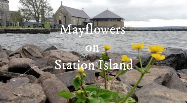 Mayflowers on Station Island