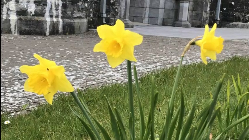 Three April daffodils