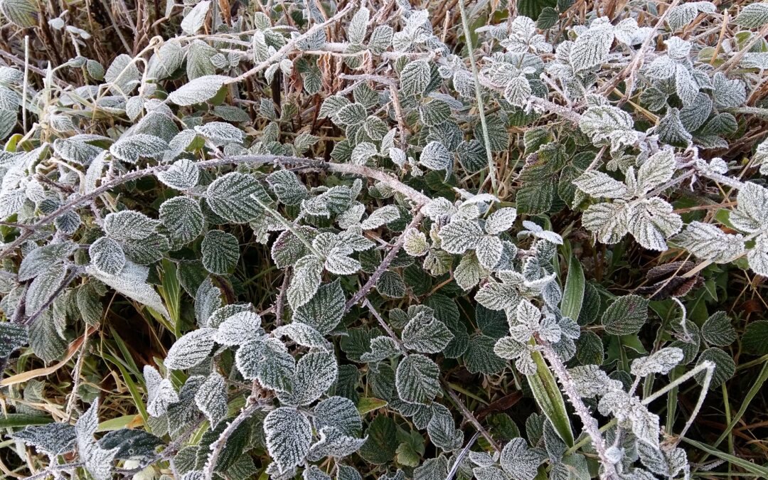 Pilgrimage in the Frost