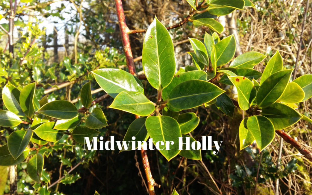 Midwinter Holly