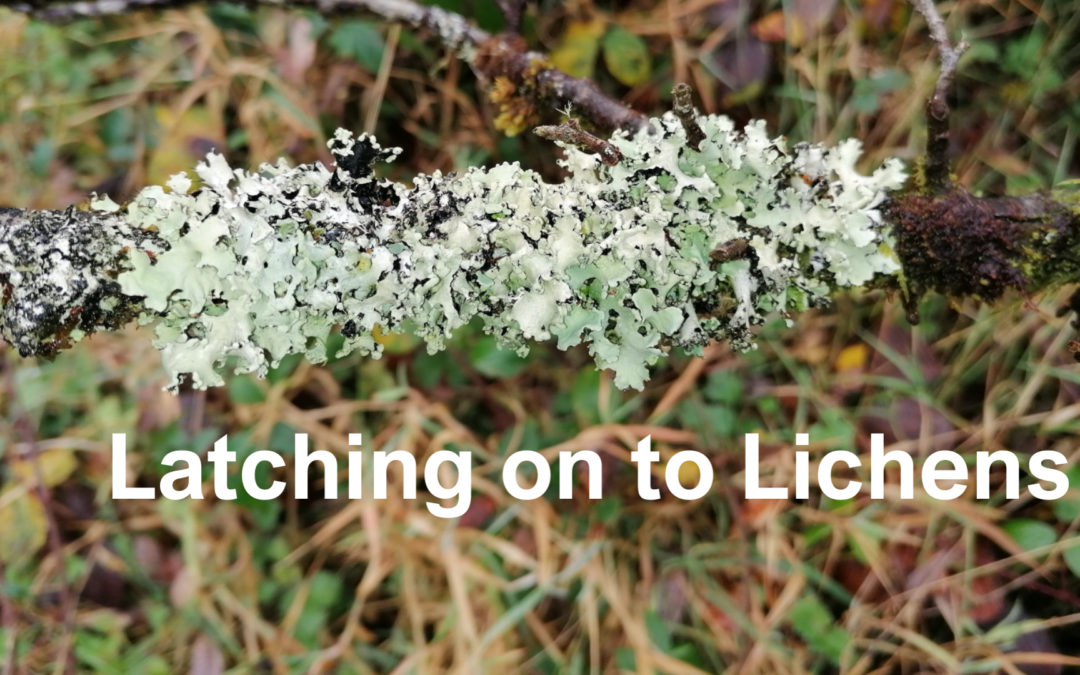 Latching on to Lichens