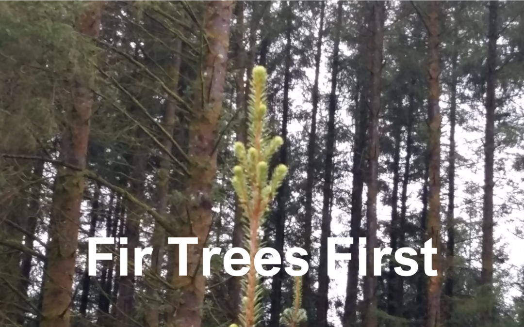 Fir Trees First