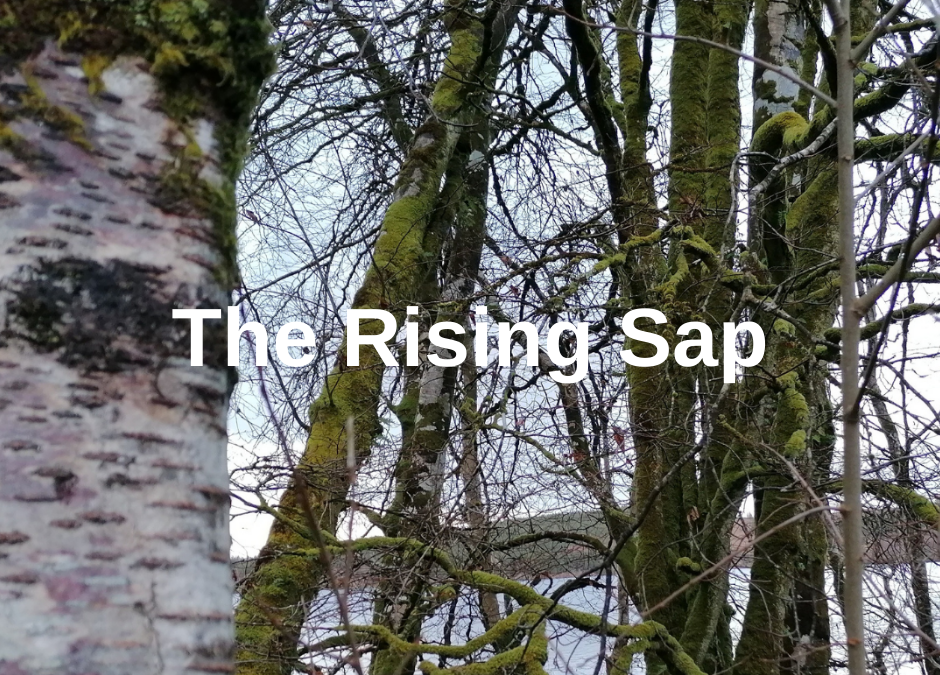 The Rising Sap