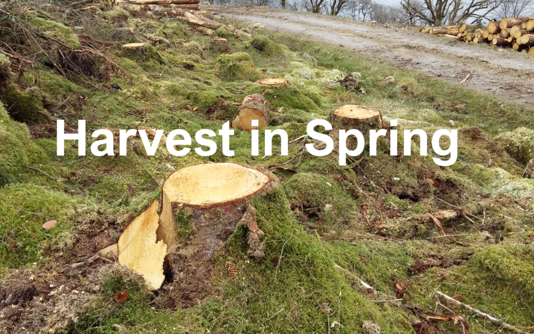 Harvest in Spring