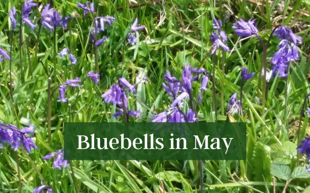 Bluebells in May