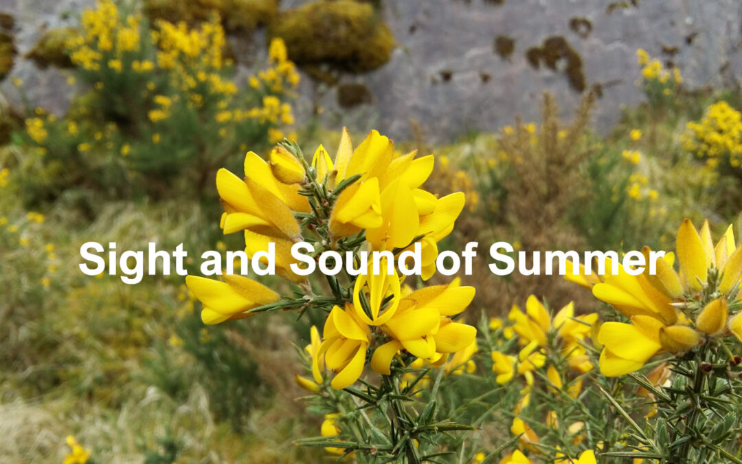 Sight and Sound of Summer