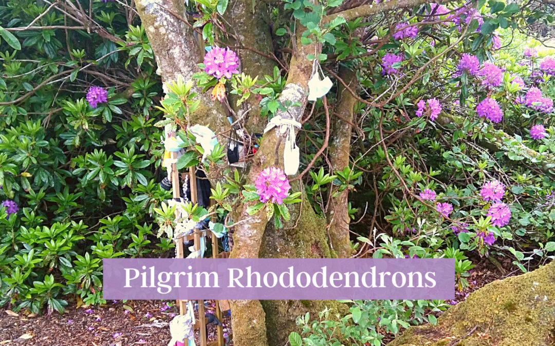 Pilgrim Rhododendrons