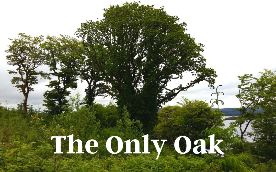 The Only Oak