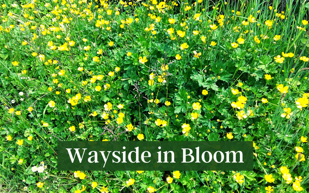 Wayside in Bloom