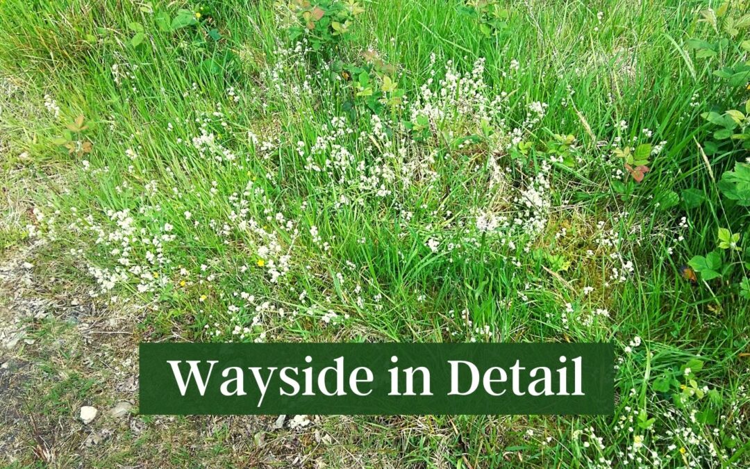 Wayside in Detail