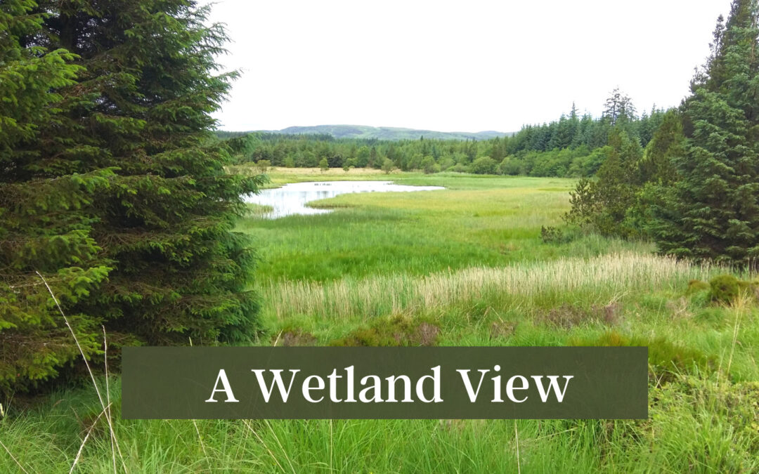 A Wetland View