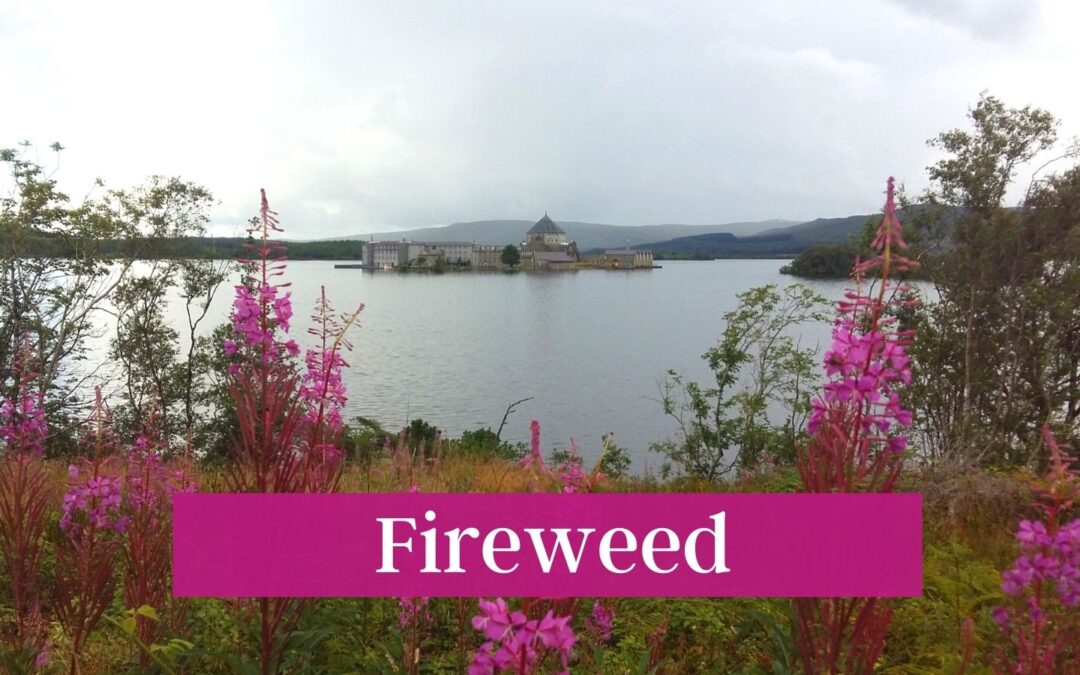 Fireweed: Pause and Ponder Reflection