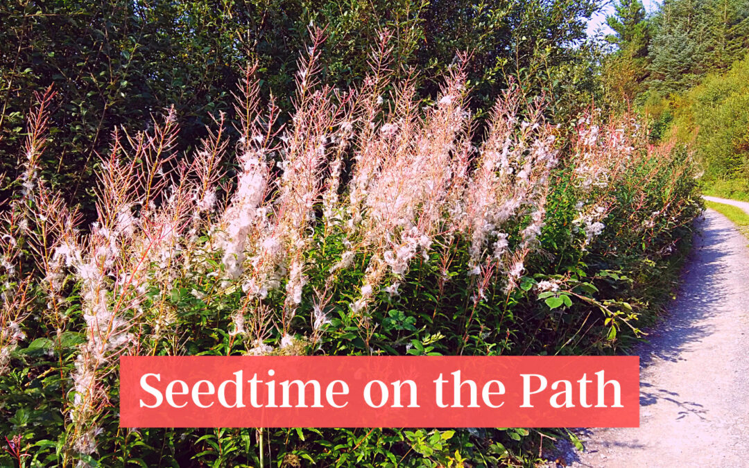 Seedtime on the Path: Pause and Ponder Reflection