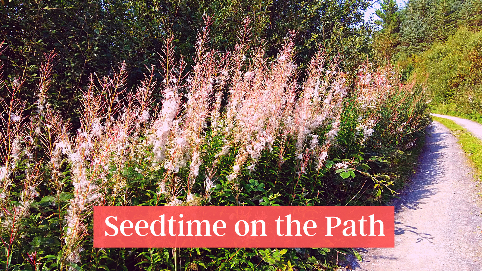Seedtime on the Path - Pause and Ponder along the Lough Derg Pilgrim Path