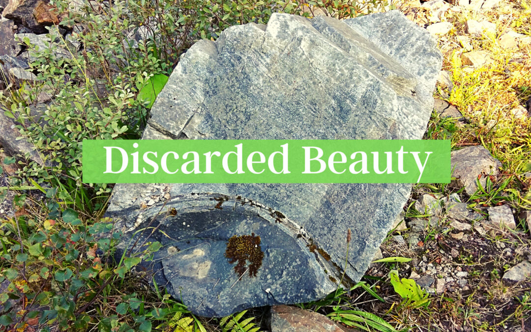 Discarded Beauty: Pause and Ponder Reflection along the Pilgrim Path
